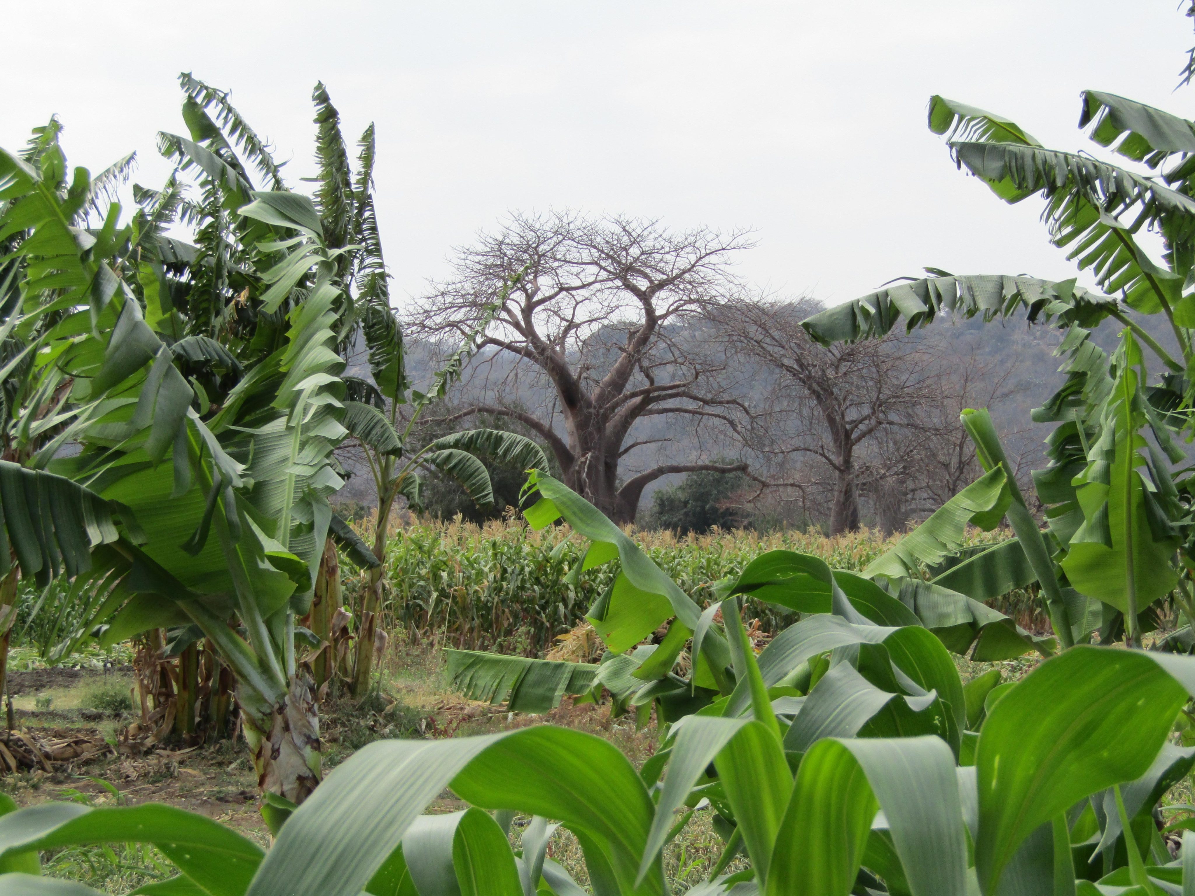 Baobabs, Bananas and Boat Trips